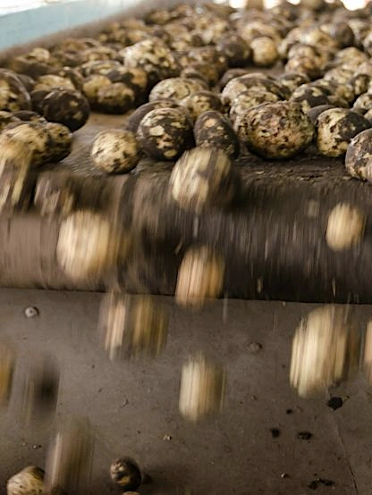 Industria Alimentaria
